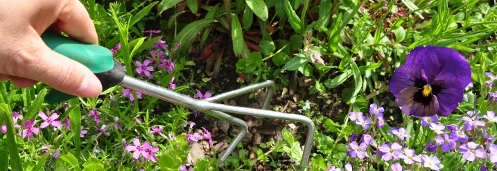 Hand jätet mit Unkrautstecher